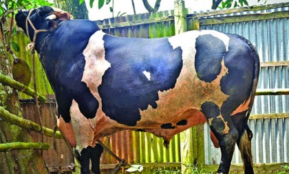 ৩৫ মণ ওজনের গরু, দাম ২০ লাখ