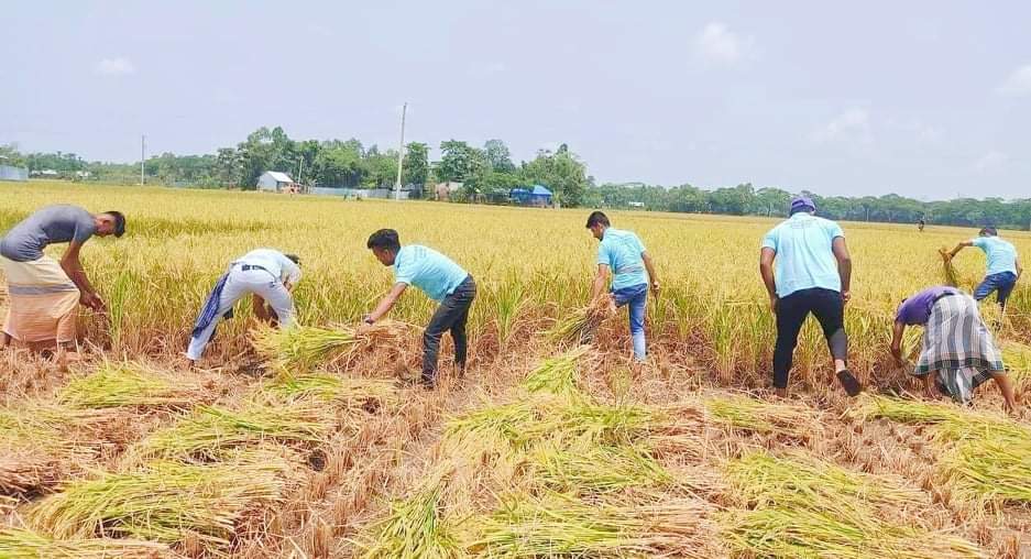 রোজা রেখে কৃষকের ধান কেটে বাড়ি পৌঁছে দিল ভিক্টোরি অব হিউম্যানিটি
