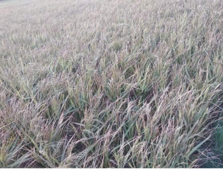 ইটভাটার কালোধোঁয়ায় নাঙ্গলকোটে বোরো ধানের ব্যাপক ক্ষতি