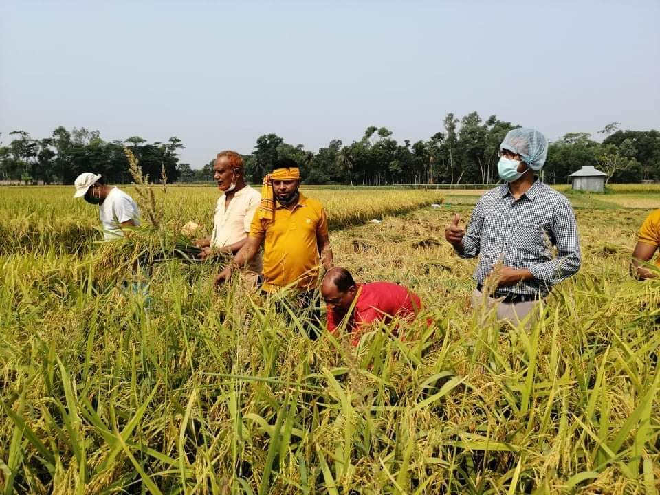 রোজা রেখে অসহায় কৃষকের ধান কেটে বাড়ি পৌছে দিল লালমাই উপজেলা কৃষকলীগ