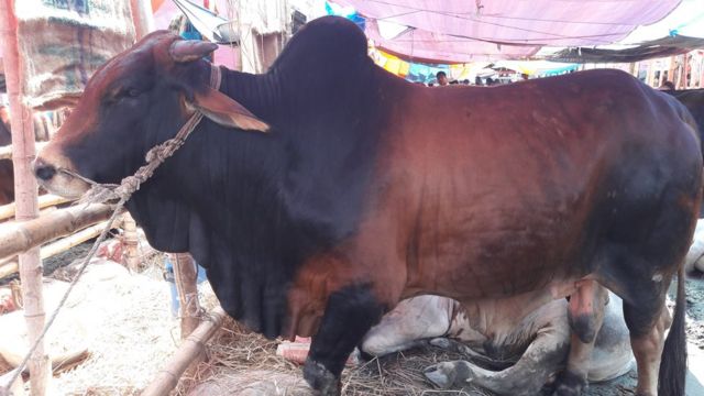 লালমাইয়ে একরাতে ৫টি গরু চুরি