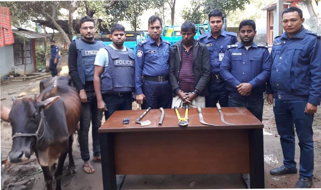 তিন গরু ও পিকআপসহ এক চোর আটক
