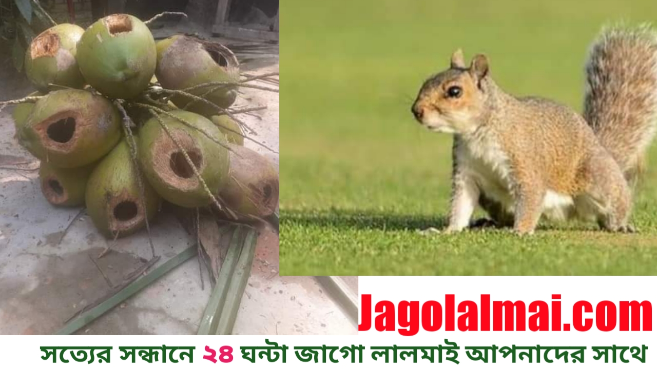 লালমাইয়ে ফসল খেয়ে সর্বনাশ করছে কাঠবিড়ালি