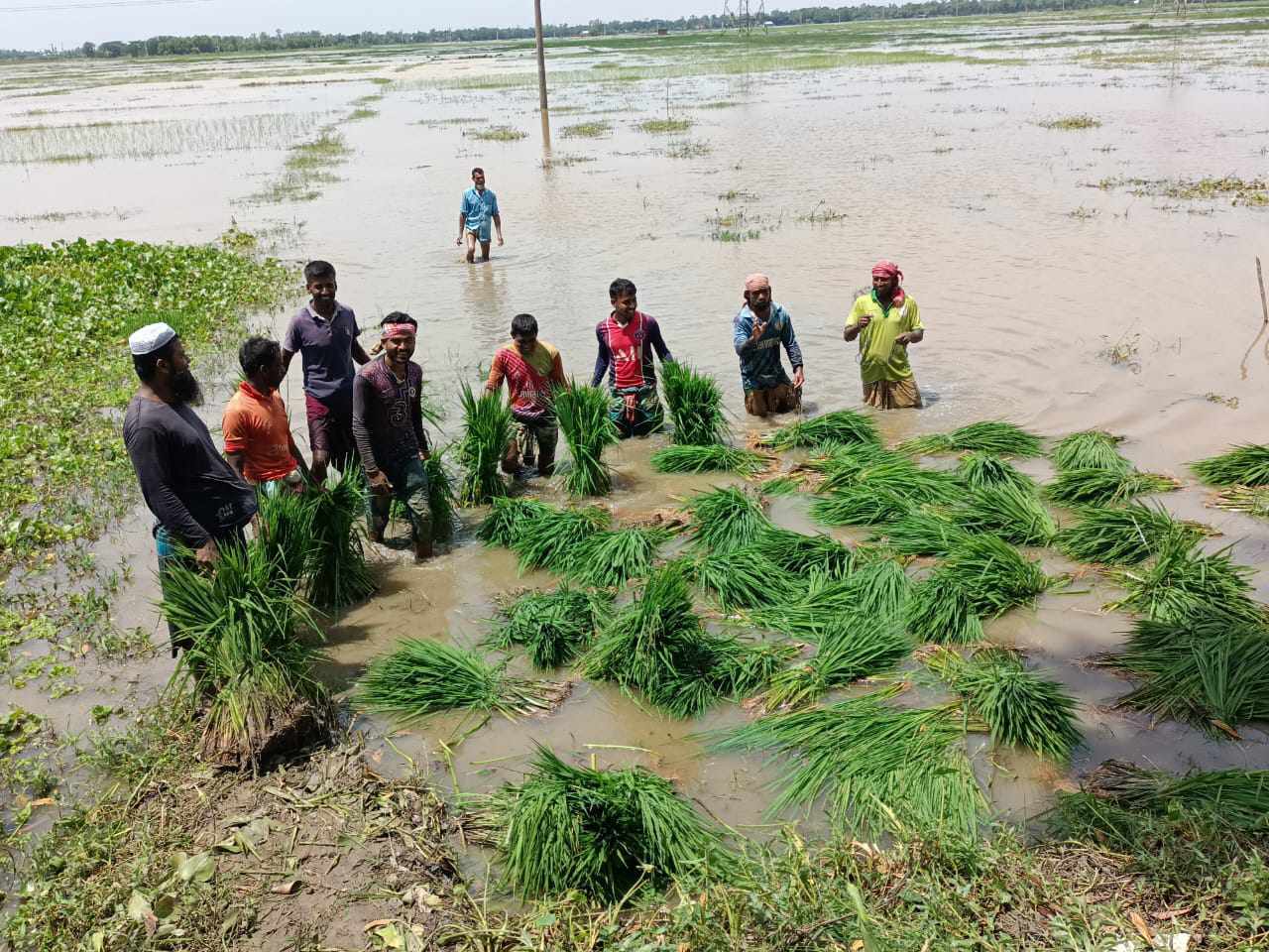ঘুরে দাঁড়াচ্ছেন কুমিল্লার কৃষক
